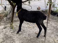 Ram, Arashan sheep — photo 2