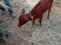 Cow, Cattle — photo 4