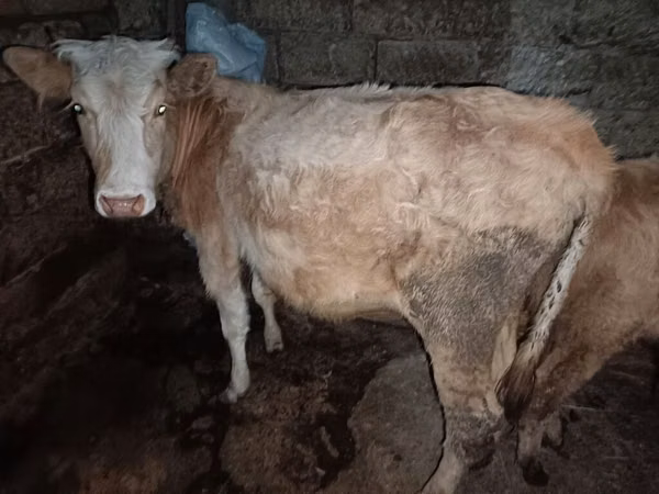 母牛, Red-spotted breed