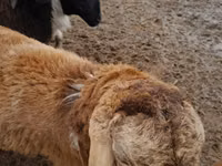Schafe (Partie, Geschlecht nicht angegeben), Arashan sheep — Foto 1