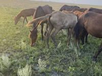 Mare, Horses — photo 3