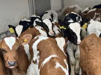 Rinder (Partie, Geschlecht nicht angegeben), Simmental cattle — Foto 3