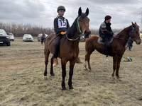 Hengst, Horse breed — Foto 3