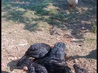 Turkeys — Foto 7