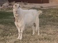 Ziegenbock, Russian White goat — Foto 1