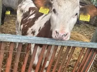 Bovinos (lote, sexo no especificado), Simmental cattle — foto 3