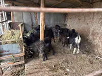 Sheep, Sheep — photo 3