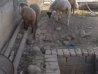 كبش, الأغنام — الصورة 4