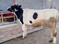 Kuh, Simmental cattle — Foto 7