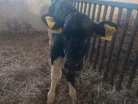 Kuh, Russian Black pied cattle — Foto 4