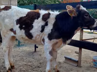 Kuh, Simmental cattle — Foto 2