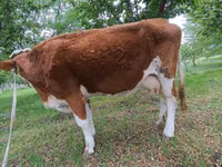 ثور, Simmental cattle — الصورة 4