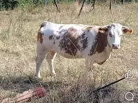 Toro, Ganado vacuno — foto 1