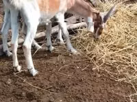 Cabro, Nubian Goat — foto 3