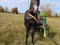 Horse (M), Horses — photo 4