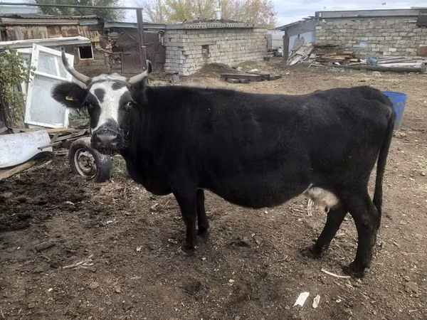 母牛, Cattle — 哈萨克斯坦