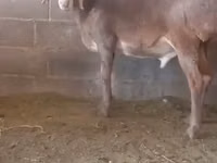 Schaf, Schafe — Foto 4