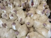 Turkeys — 照片 7