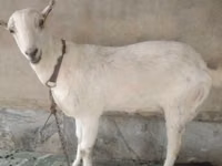 Ziegen (Partie, Geschlecht nicht angegeben), Barbari goats — Foto 1