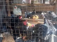 Brahma — Foto 8