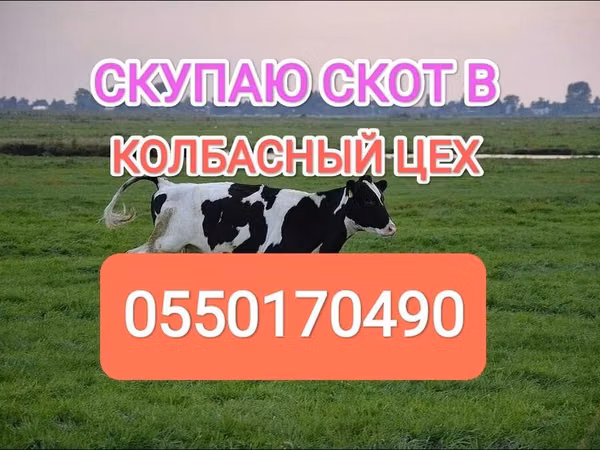 Бык, Голштинская порода — Кыргызстан