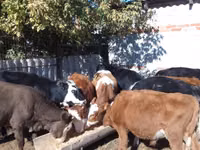 Rinder (Partie, Geschlecht nicht angegeben), Swiss cattle — Foto 6