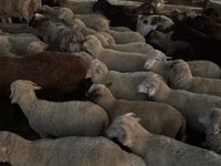 نعجة, Merino sheep — الصورة 3