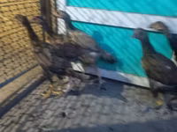 Chickens — Foto 5