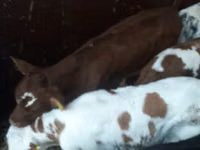 Бұқа, Simmental cattle — 5-сурет