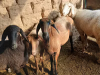 母羊, Sheep — 照片 6