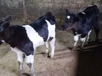 Toro, Russian Black pied cattle — foto 1