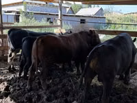 公牛, Aberdeen-Angus — 照片 1