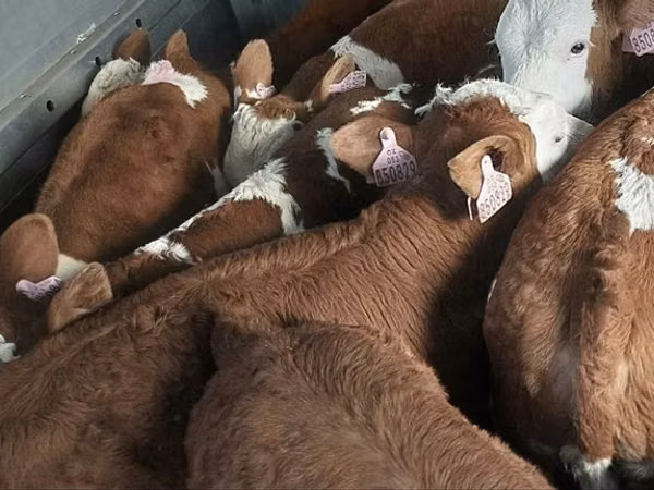 सांड, Simmental cattle