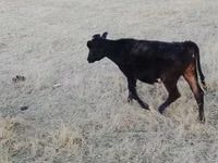 Toro, Raza Holstein — foto 1
