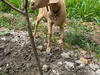 母山羊, Goats — 照片 1