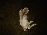 Oveja, Ovejas — foto 3