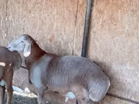 Қошқар, Arashan sheep — 5-сурет