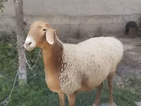Кой, Койлор — сүрөт 2