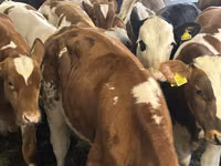 Bovinos (lote, sexo no especificado), Simmental cattle — foto 6