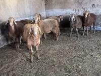 نعجة, الأغنام — الصورة 1
