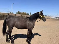 Stute, Friesian — Foto 3