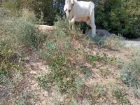 Cabro, Saanen goat — foto 6