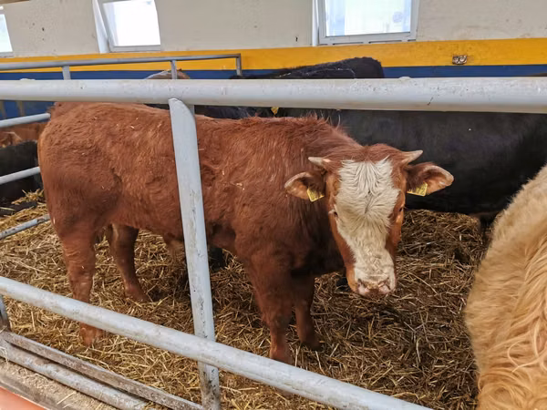 Bulle, Simmental cattle