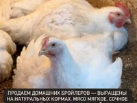 Продаем домашних бройлеров — выращены на натуральных кормах с особым — foto 1