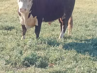 Bulle, Latvian Blue cattle — Foto 2