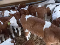 Buqa, Simmental cattle — 8-rasm