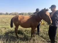 Stute, Horse breed — Foto 1