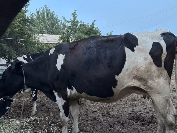 Rinder (Partie, Geschlecht nicht angegeben), Russian Black pied cattle