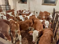 सांड, Simmental cattle — फ़ोटो 4