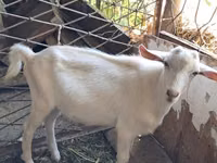 Ziege, Saanen goat — Foto 1